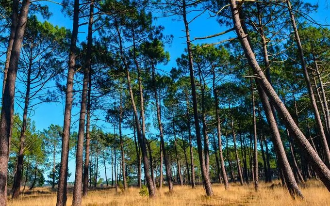 Lotissement le domaine de capdeil à Tosse (40230)