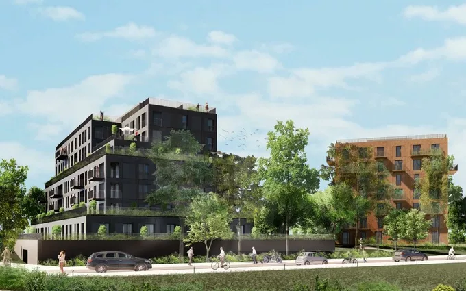 Les iris à Massy (91300)