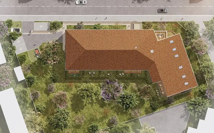 Le sycomore à Toulouse