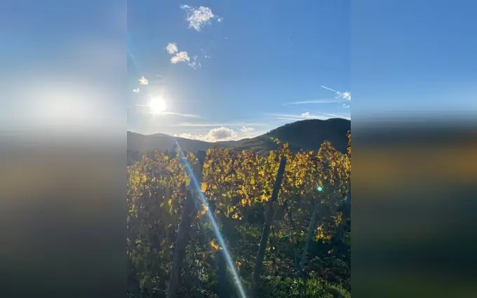 Le hamo des remparts à Kientzheim (68240)