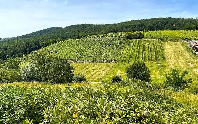 Le Hamo du Wineck à Ammerschwihr