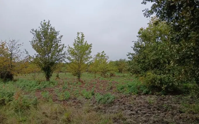 Terrain à partir de 341m² à sainte-eulalie-en-born à Sainte-Eulalie-en-Born (40200)