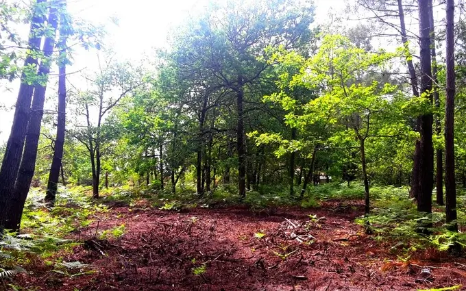 Terrain à partir de 485m² à sanguinet à Sanguinet (40460)