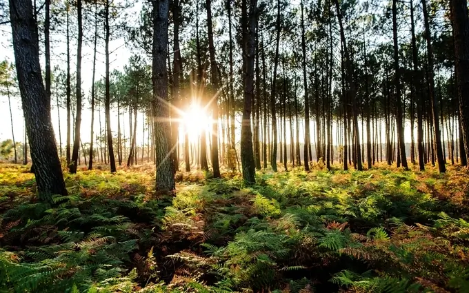 Bleu du sud - villas - t2 à Soustons