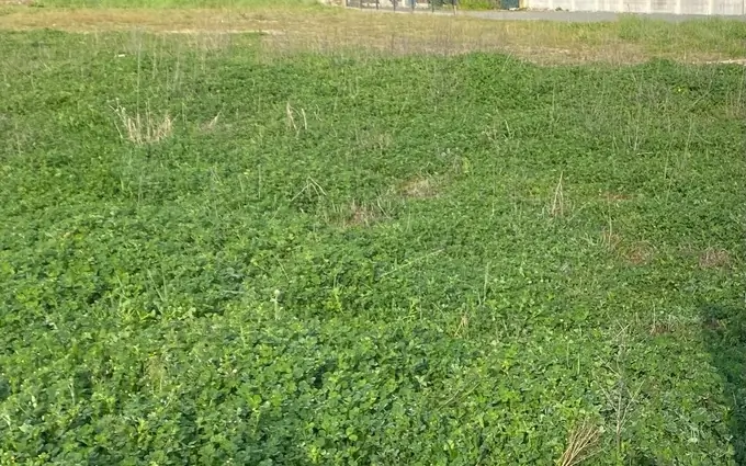 Terrain à partir de 430m² à Le Taillan-Médoc à Le Taillan-Médoc (33320)