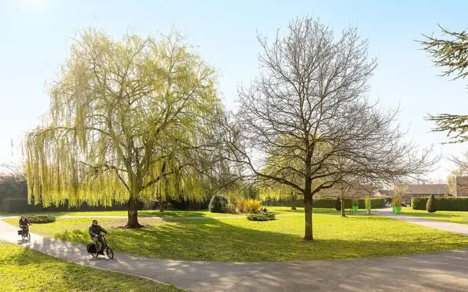Florescence à Orchies