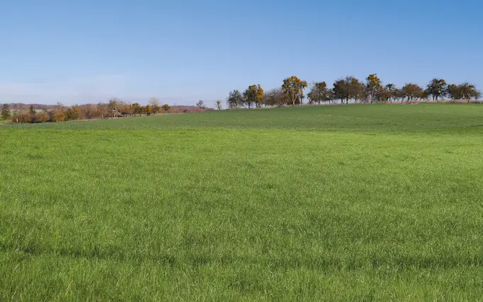 Les hauts tilleuls à Waldwisse