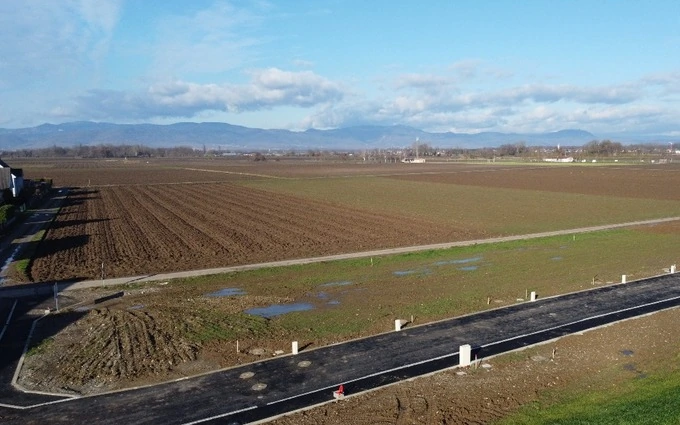Le hamo des blés à Horbourg-Wihr