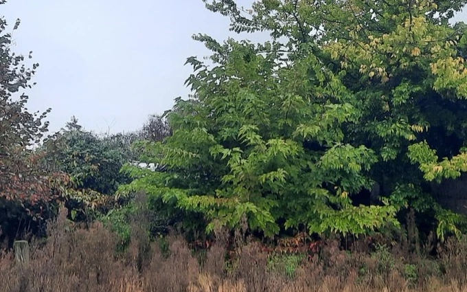 Terrain à bâtir à Gujan-Mestras à Gujan-Mestras (33470)