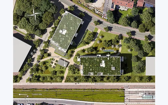 L'akébia à Saint-Jean-de-Braye