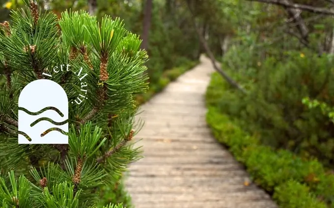 Vert marin à Moliets-et-Maa