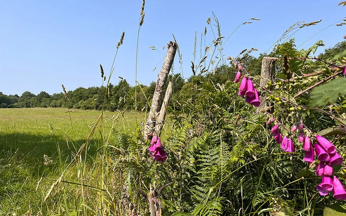 le Clos des Lys (La Paquelais) à Vigneux-de-Bretagne