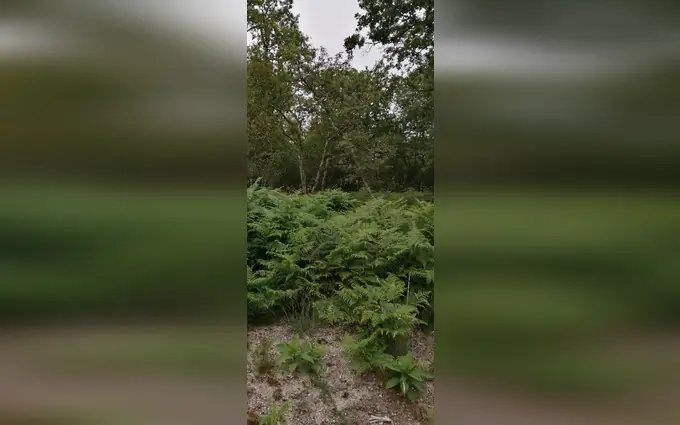 Terrain à partir de 900m² à saint-aubin-de-médoc à Saint-Aubin-de-Médoc (33160)